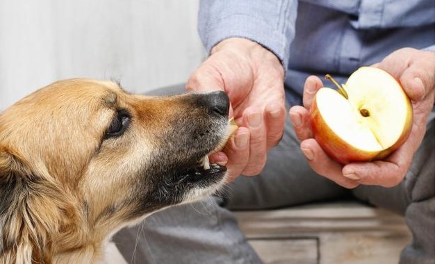 除了狗粮10种对狗狗有益的食品你喂过几种