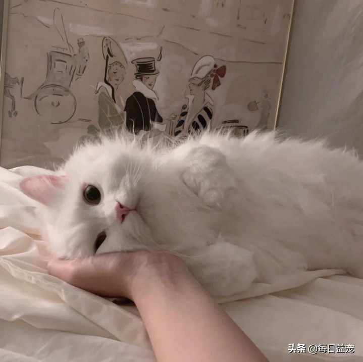 你家的猫咪出现这六种行为那么它很有可能抑郁了