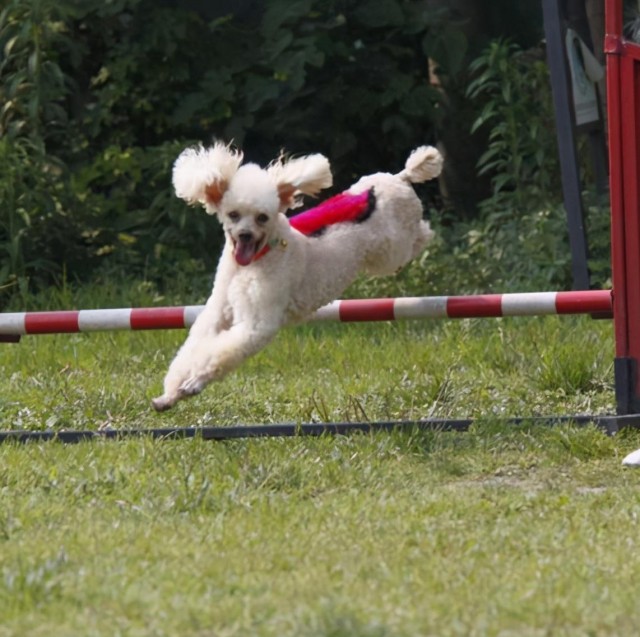 女生养贵宾犬推荐养公的有这几个好处