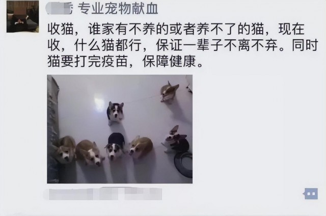 猫狗供血背后的血奴产业链你知道吗触目惊心