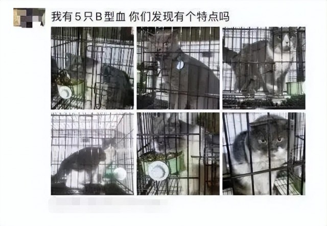 猫狗供血背后的血奴产业链你知道吗触目惊心