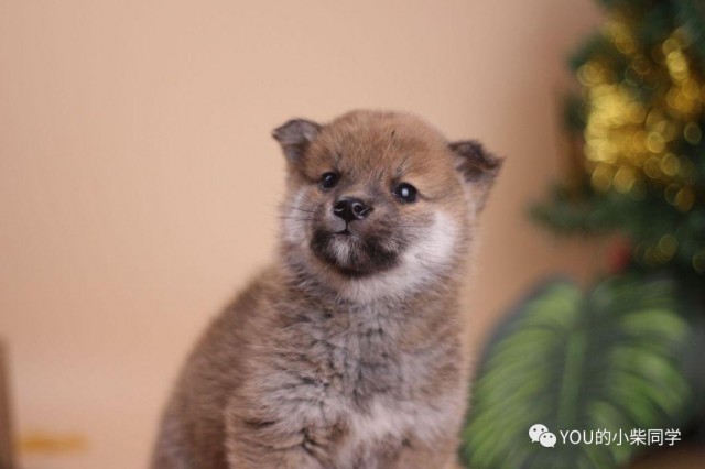 小豆柴犬和普通柴犬有什么不同？