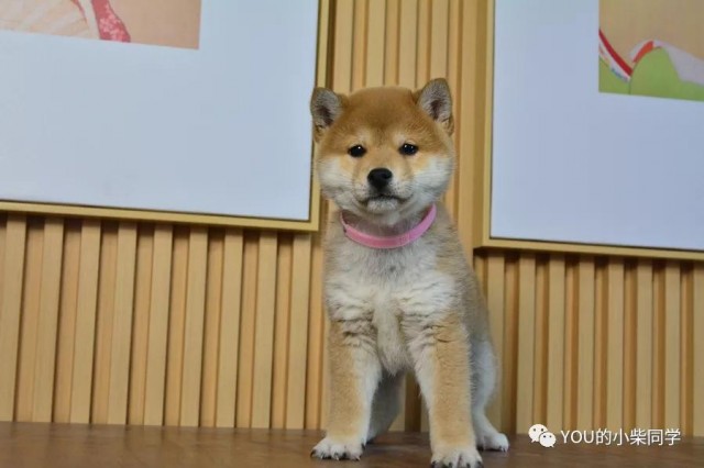 标准纯种柴犬长什么样小柴品相真是没的说