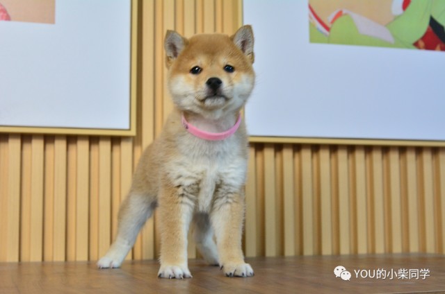 标准纯种柴犬长什么样小柴品相真是没的说