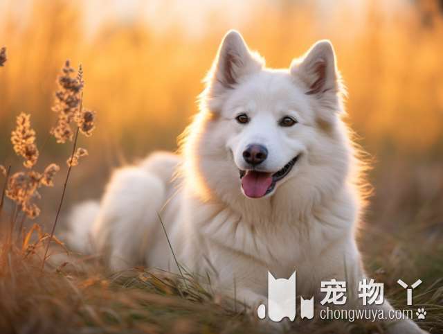 饲养巴哥犬常犯的7大误区，你中枪了吗？