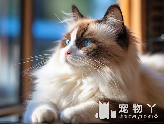 快瞳科技-宠物猫狗AI识别技术，帮助建立宠物数字身份档案