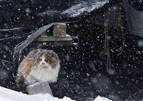 零下十几度的北海道冬天，流浪猫们的生活居然是这样的